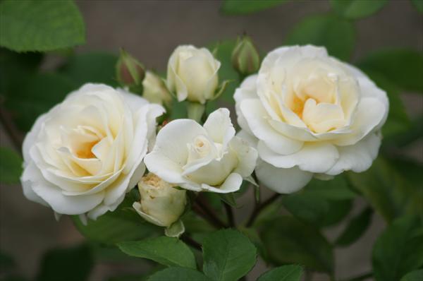 Casteels Rozen